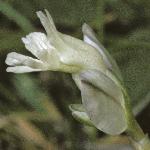 pchalkflo3milkwort1