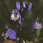 pchalkflosgentianmilkwort1