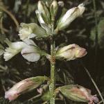 pchalkflos1milkwort1