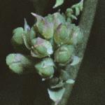 pcommonfumitoryfru