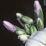 pdamesflobudcviolet