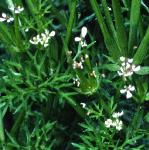 pshepherdsflos1needle