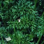 pshepherdsfol1needle