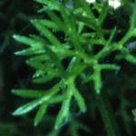 pshepherdsfol2needle