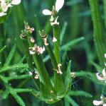 pshepherdsfru1needle