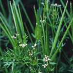 pshepherdsfru3needle