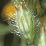 psmallflobudcfloweredcatchfly