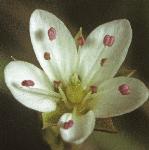 pspringflo1sandwort