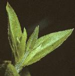 pthreeflobudcveinedsandwort