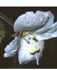 palefflo1willowherb1