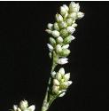 palefflospersicaria