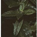 paleffol2willowherb1