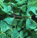 pettyffolspurge