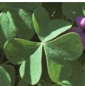 pinkffol1oxalis1