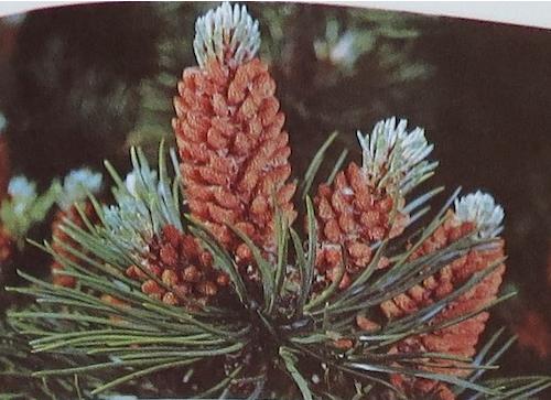 pinuspinaster
