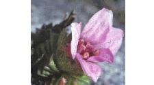 purplefflo2saxifrage1