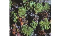 purpleffol1saxifrage