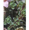 purpleffol2saxifrage