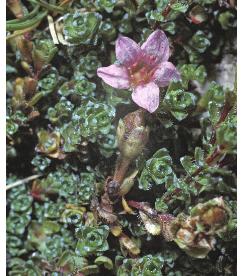 purplefforsaxifrage