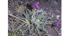 purplemountainffor2milkvetch