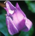 redfflo1helleborine1