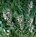 redfforbartsia