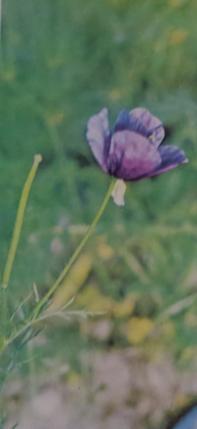 roemeriahybrida