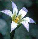 sandfflo1crocus