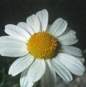 scentlessfflomayweed