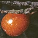 seaffrubuckthorn