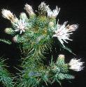 seasidefflosthistle