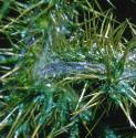 seasidefforthistle