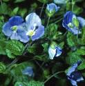 slenderfflosspeedwell