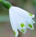 snowflakefflobritishflora