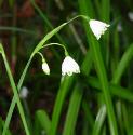 snowflakefflosbritishflora