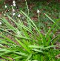 snowflakefforbritishflora