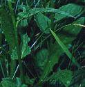 spikedffolrampion