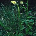 spikedfforrampion