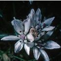 springfflos1squill