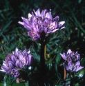 springfflos3squill