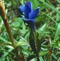 springfforgentian