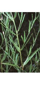 squarestemmedffol2willowherb1