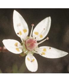 starryfflo1saxifrage1