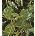 starryffolsaxifrage
