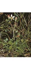 starryffor1saxifrage