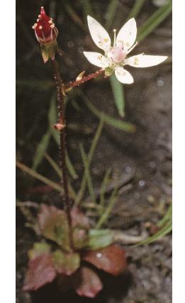 starryffor2saxifrage