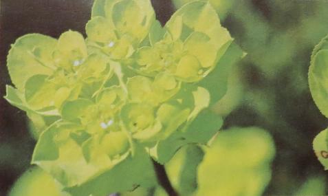 sunspurgeeuphorbiahelioscopiapolunin
