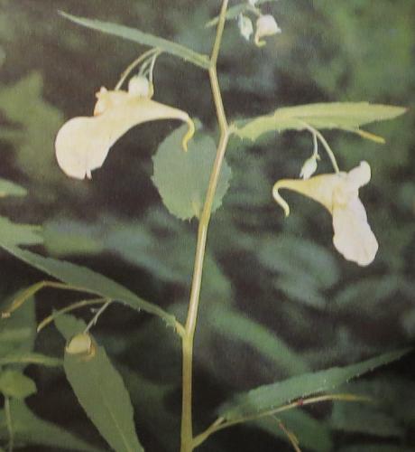 touchmenotbalsamimpatiensnolitangerepolunin