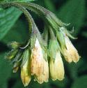 tuberousfflocomfrey