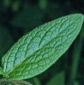 tuberousffolcomfrey